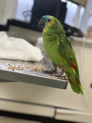 About. At Long Island Bird & Exotics Veterinary Clinic, we care about the health and well-being of your pets as much as you do. Specializing in exotic animals like birds, small mammals, and reptiles, we treat pets in Long Island and New York City's five boroughs.